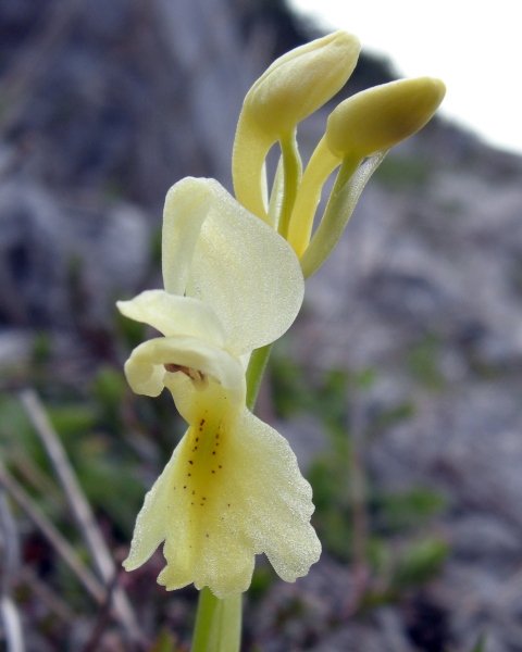 Orchis pauciflora